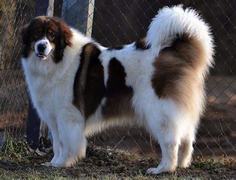 tornjak chien.